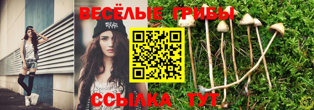 Псилоцибиновые грибы прущие грибы  Артёмовский  Псилоцибиновые грибы MAGIC MUSHROOMS 